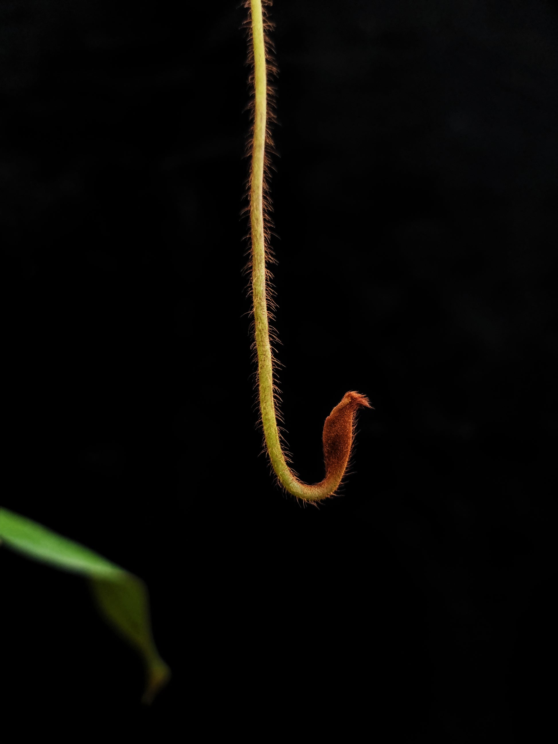 nepenthes hirsuta pitcher plant carnivorous plant sale Singapore