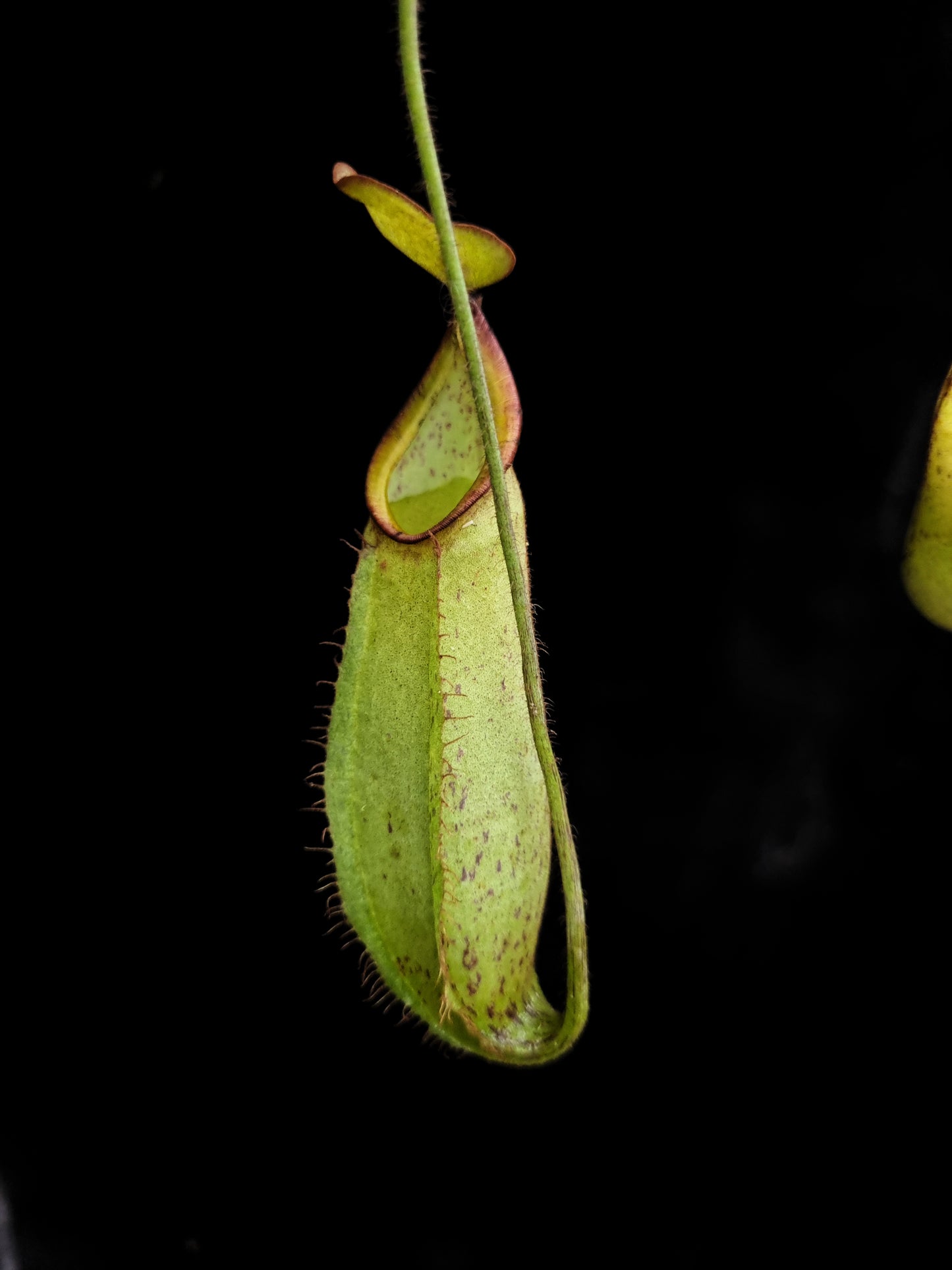 nepenthes hirsuta pitcher plant carnivorous plant sale Singapore