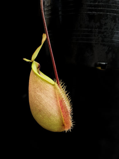 rare pink nepenthes hookeriana pitcher plant sale Singapore potted plant