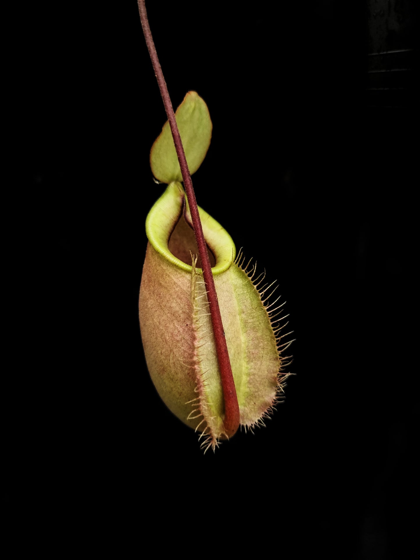 rare pink nepenthes hookeriana pitcher plant sale Singapore potted plant