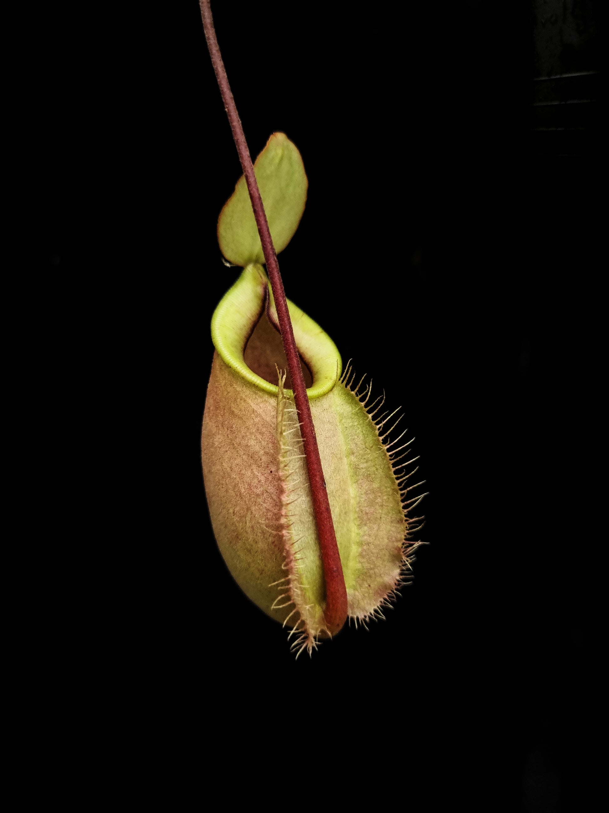 rare pink nepenthes hookeriana pitcher plant sale Singapore potted plant
