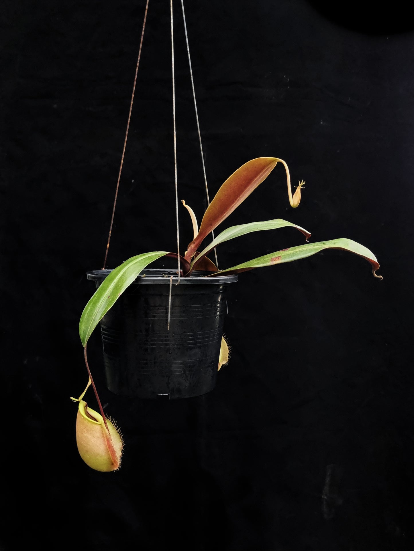 rare pink nepenthes hookeriana pitcher plant sale Singapore potted plant