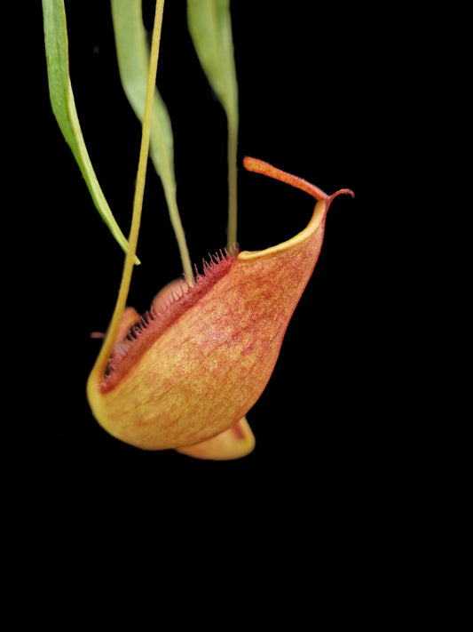 nepenthes kampotiana pitcher plant carnivorous plant sale Singapore
