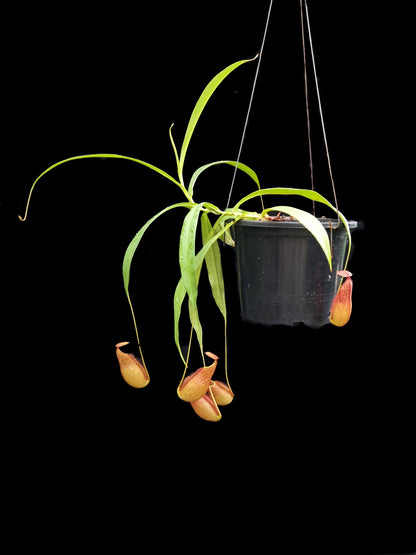 nepenthes kampotiana pitcher plant carnivorous plant sale Singapore