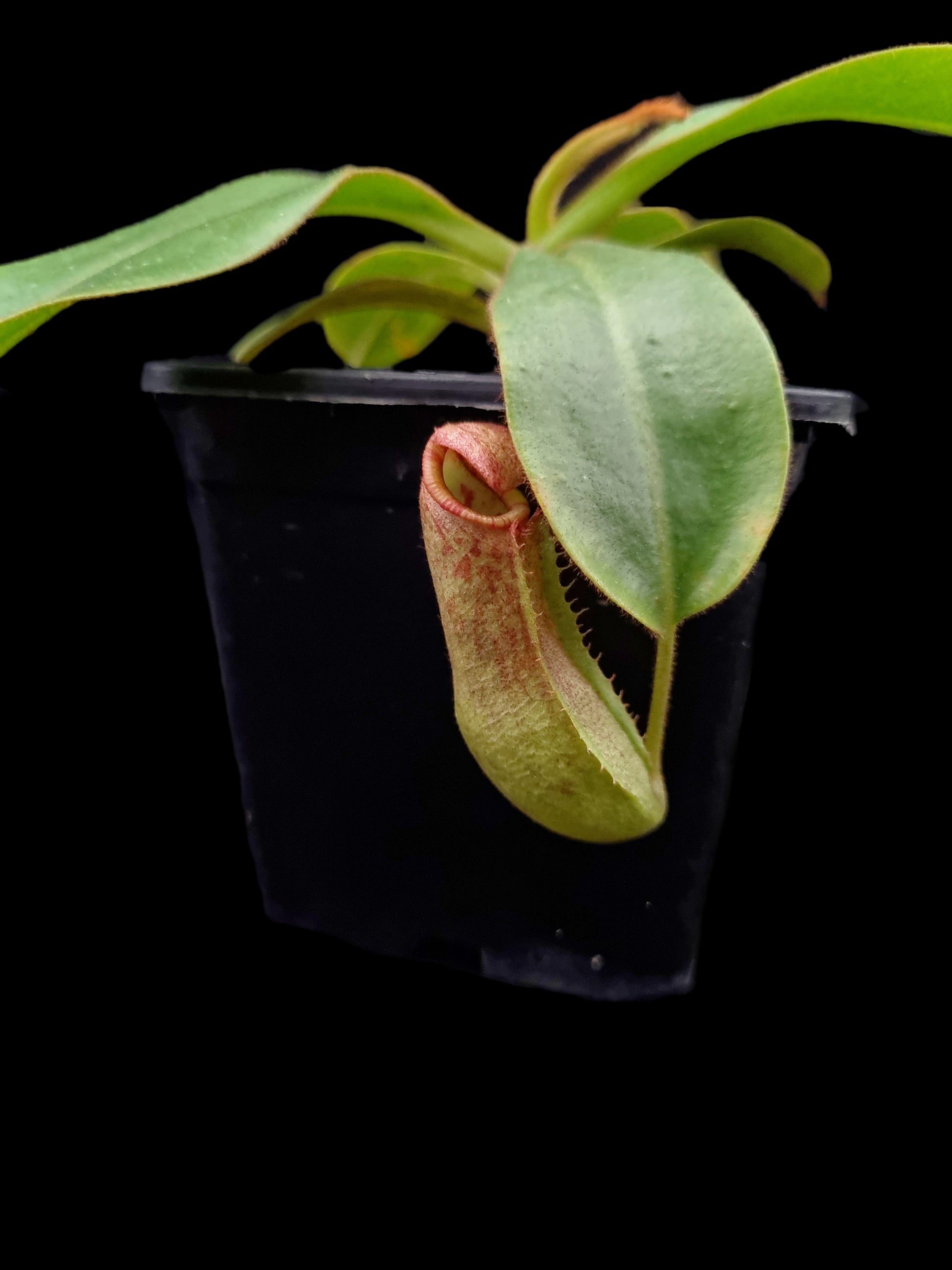 nepenthes petiolata x vetichii bario BE-4047 pitcher plant carnivorous plant sale Singapore