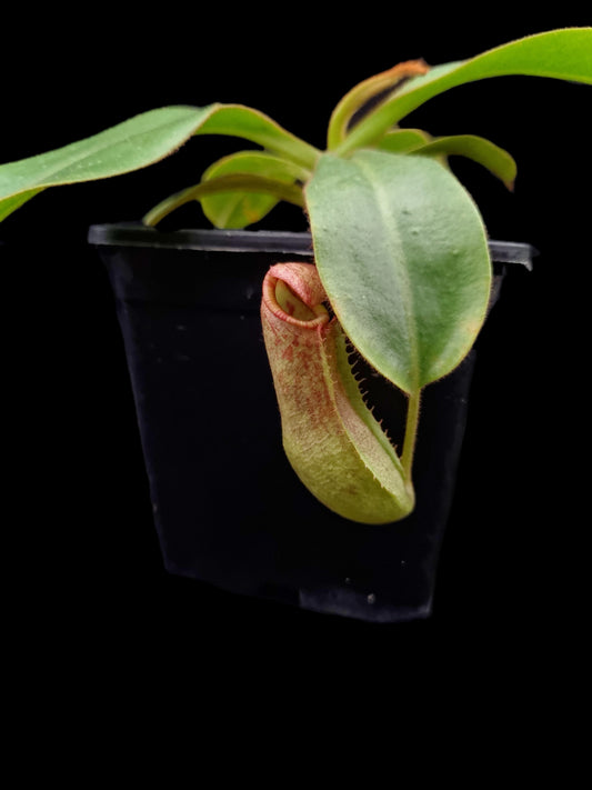 nepenthes petiolata x vetichii bario BE-4047 pitcher plant carnivorous plant sale Singapore