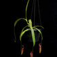 nepenthes rokka exotica pitcher plant sale Singapore potted plant