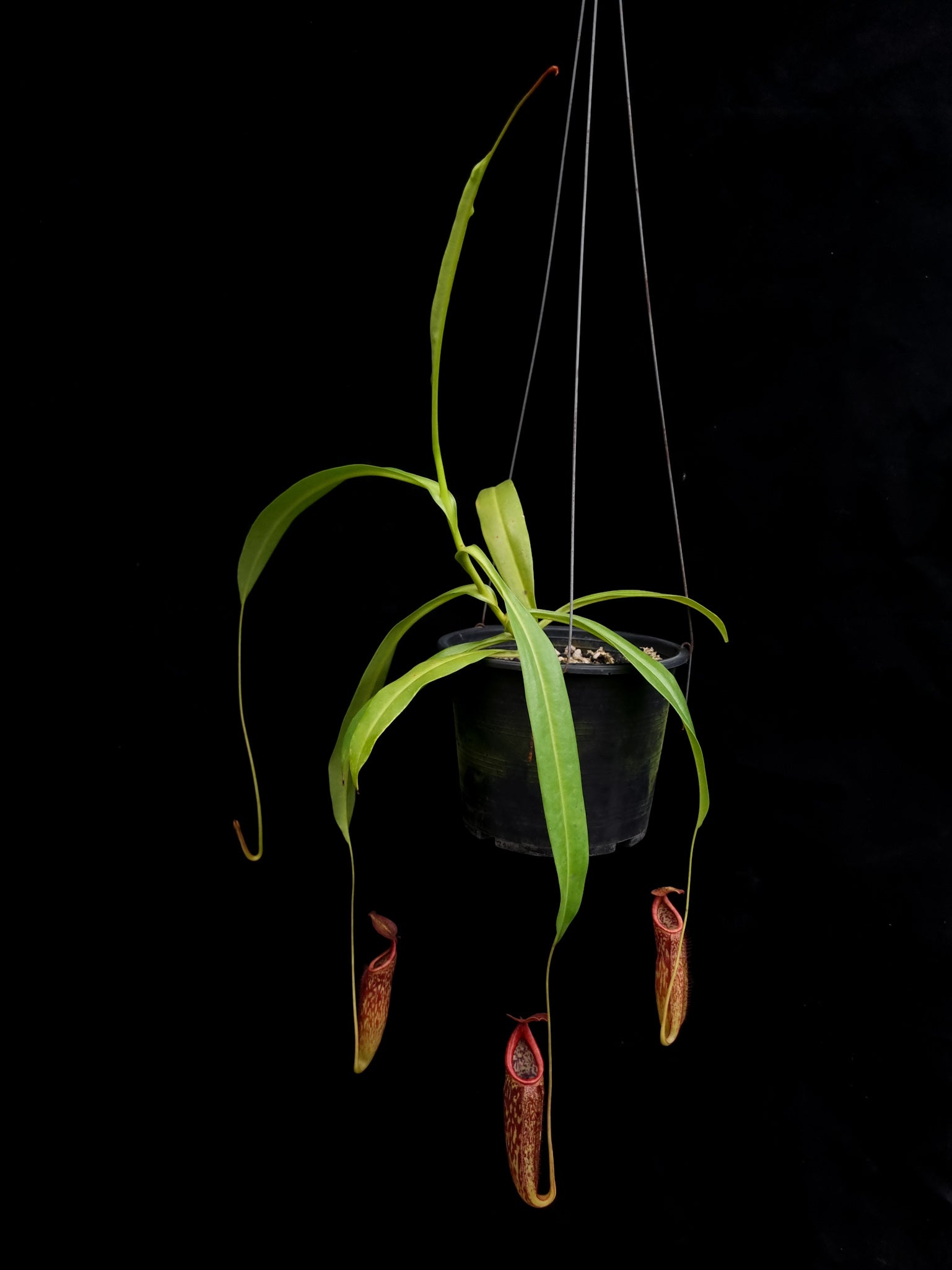 nepenthes rokka exotica pitcher plant sale Singapore potted plant