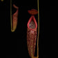 nepenthes rokka exotica pitcher plant sale Singapore potted plant