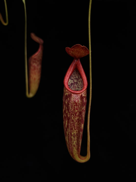 nepenthes rokka exotica pitcher plant sale Singapore potted plant