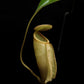 nepenthes treubiana be-3340 andamata pitcher plant carnivorous plant sale Singapore potted plant