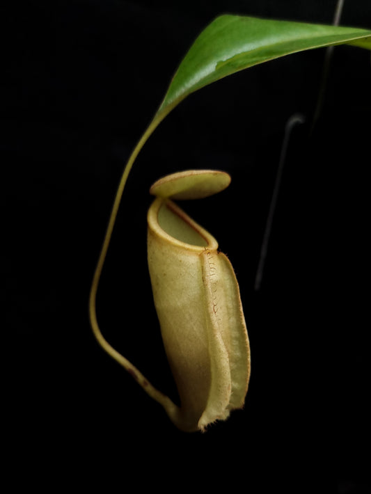 nepenthes treubiana be-3340 andamata pitcher plant carnivorous plant sale Singapore potted plant