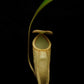 nepenthes treubiana be-3340 andamata pitcher plant carnivorous plant sale Singapore potted plant