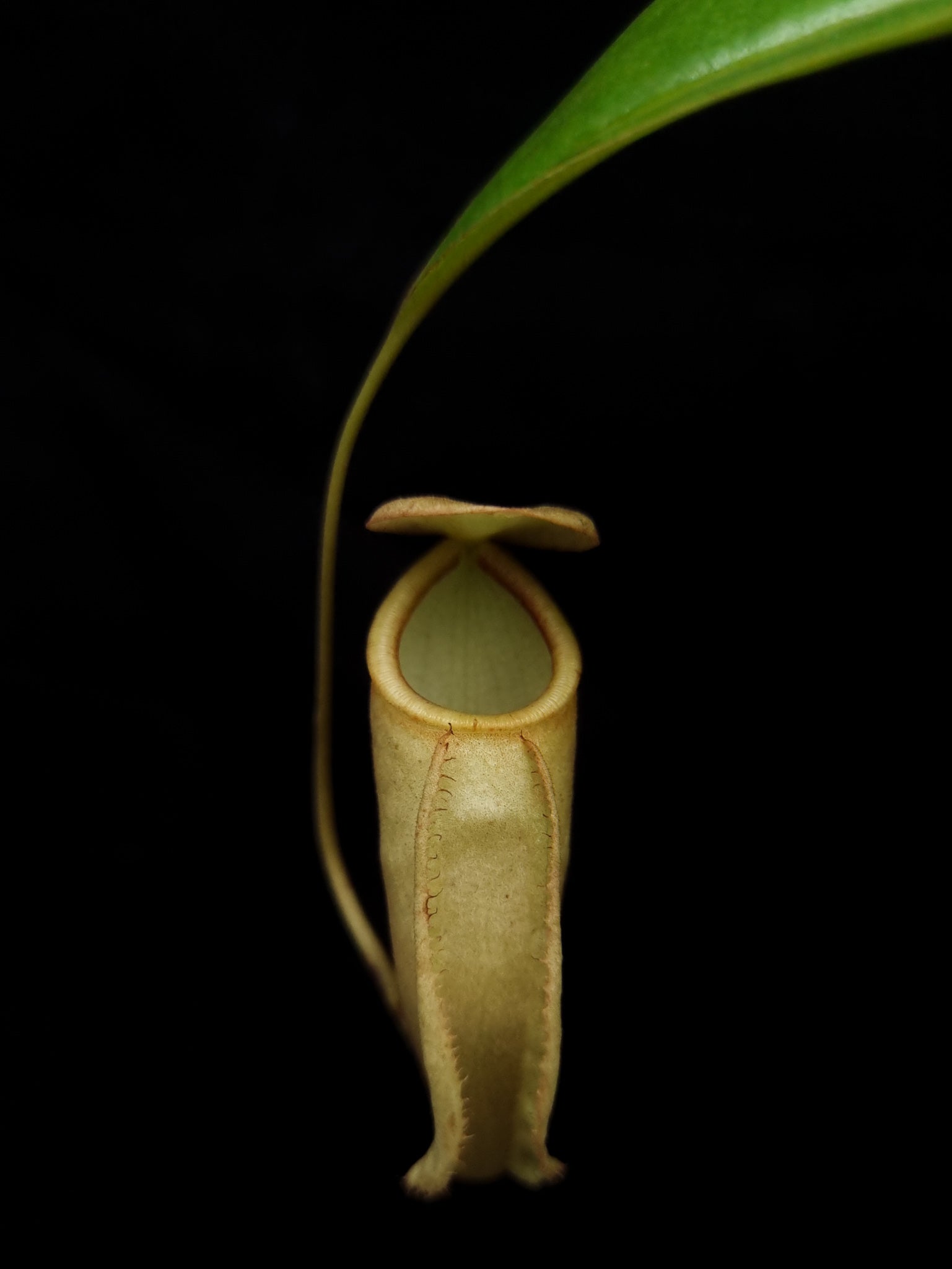 nepenthes treubiana be-3340 andamata pitcher plant carnivorous plant sale Singapore potted plant