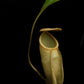 nepenthes treubiana be-3340 andamata pitcher plant carnivorous plant sale Singapore potted plant