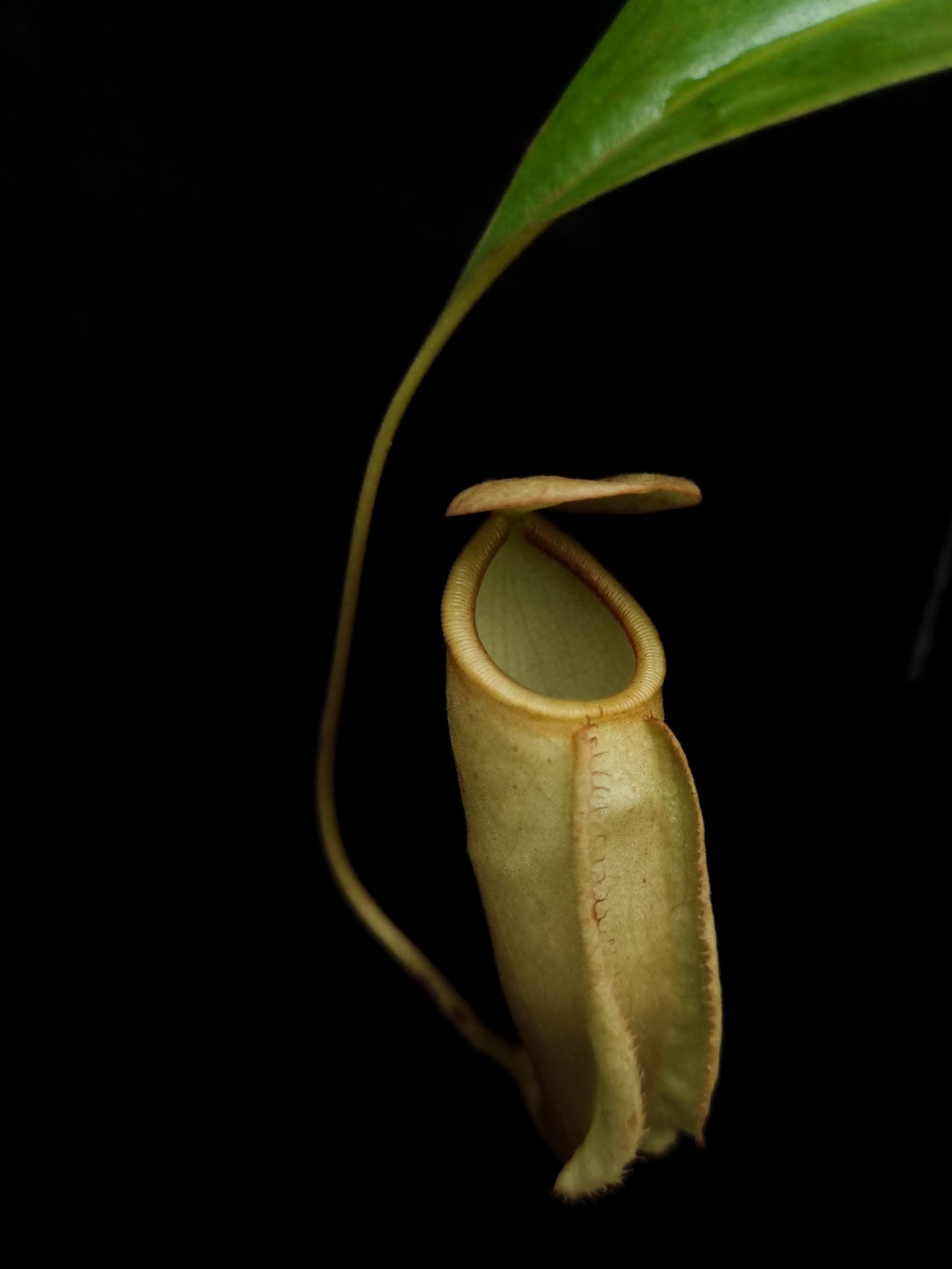nepenthes treubiana be-3340 andamata pitcher plant carnivorous plant sale Singapore potted plant
