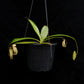 nepenthes treubiana be-3340 andamata pitcher plant carnivorous plant sale Singapore potted plant
