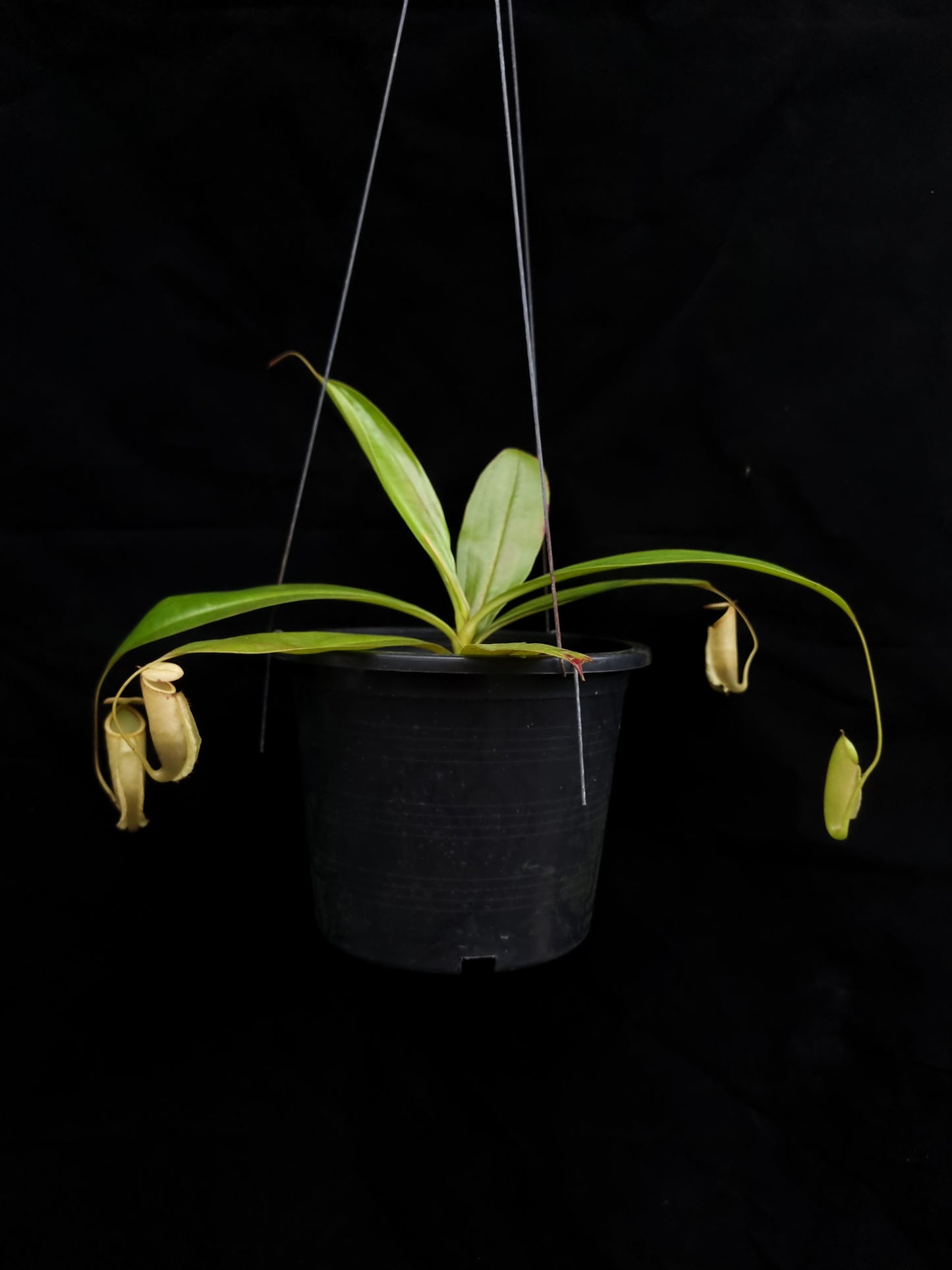 nepenthes treubiana be-3340 andamata pitcher plant carnivorous plant sale Singapore potted plant