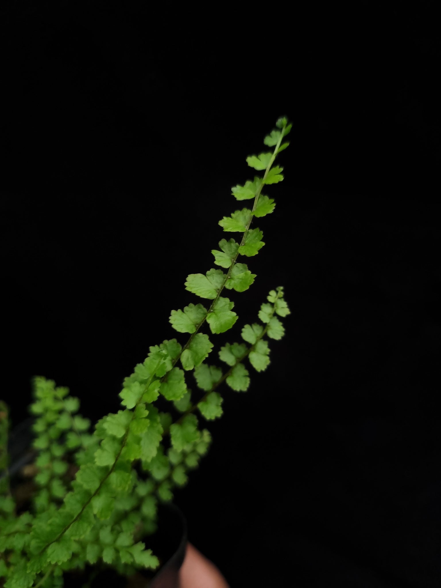 nephrolepis sp philippines rare fern sale Singapore potted plant