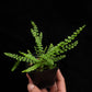 nephrolepis sp philippines rare fern sale Singapore potted plant