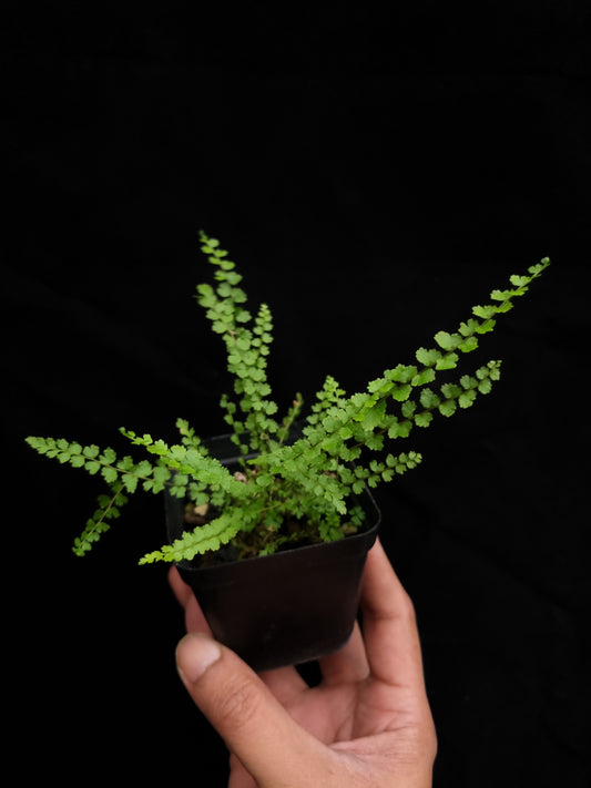 nephrolepis sp philippines rare fern sale Singapore potted plant