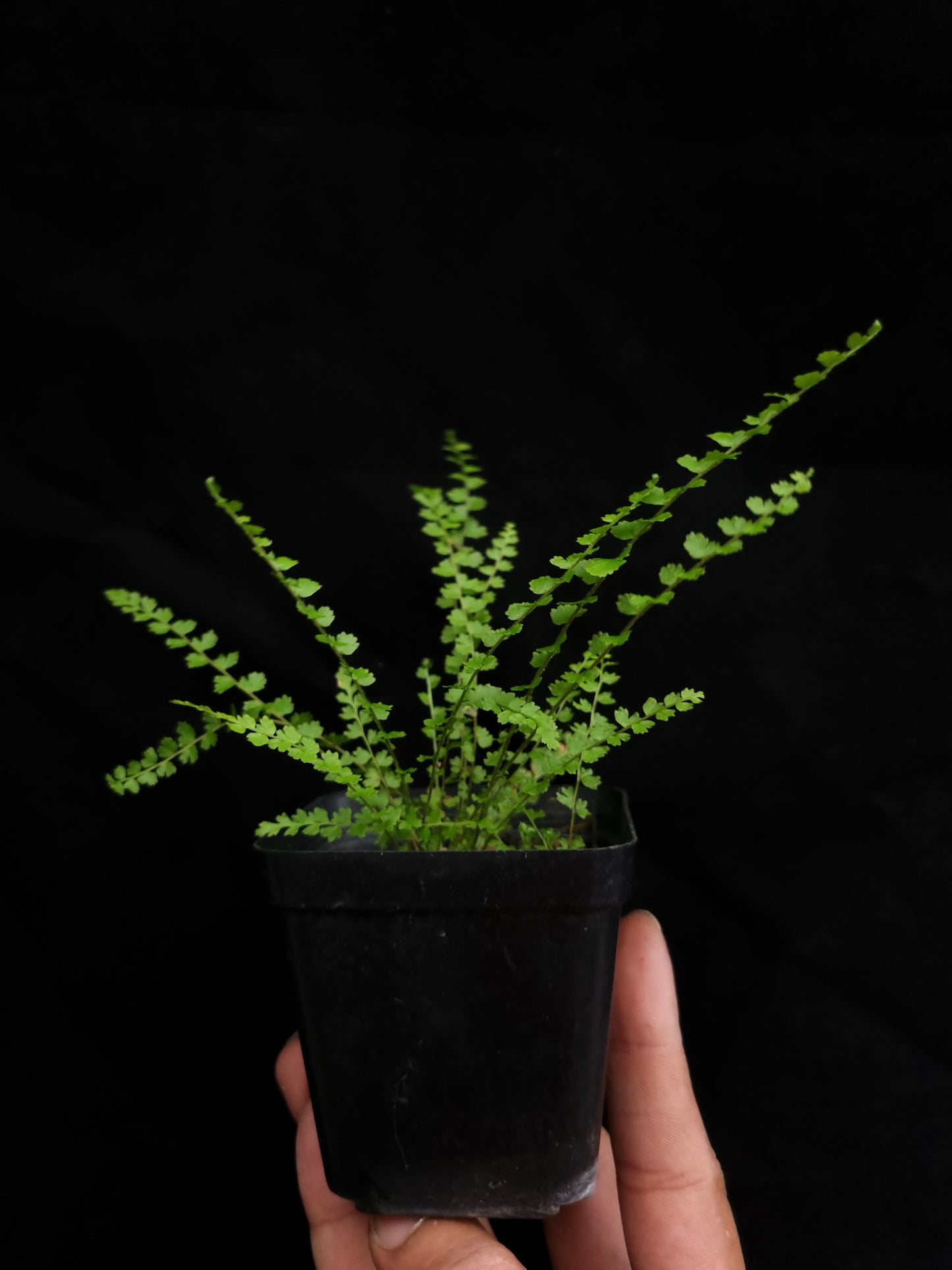 nephrolepis sp philippines rare fern sale Singapore potted plant