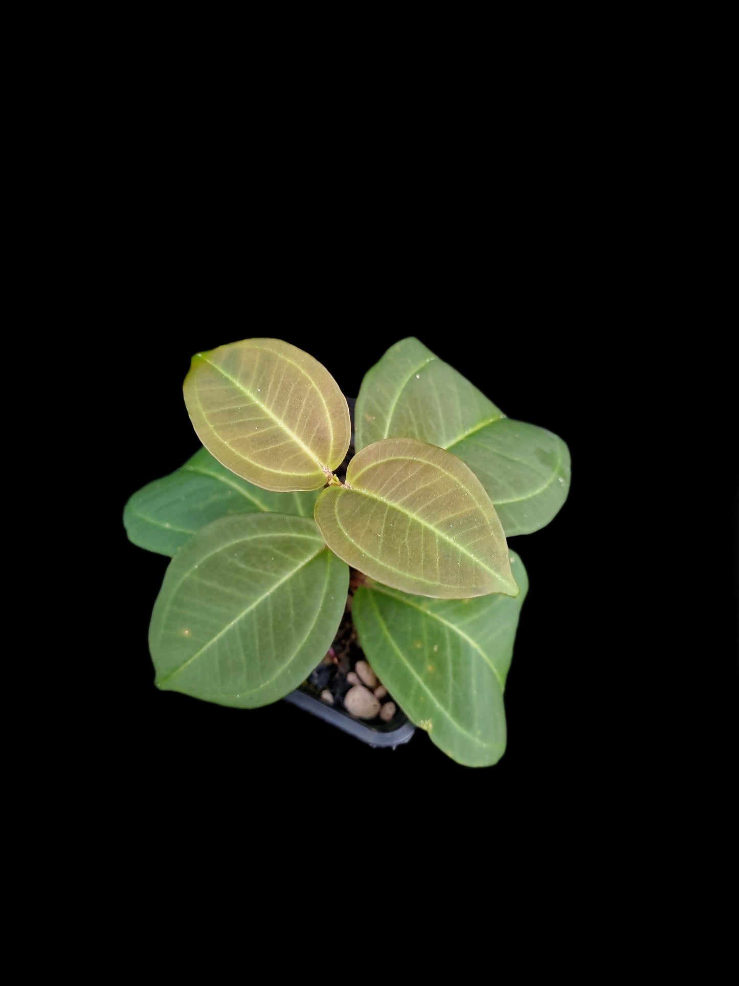 Pachycentria cf. pulverulenta