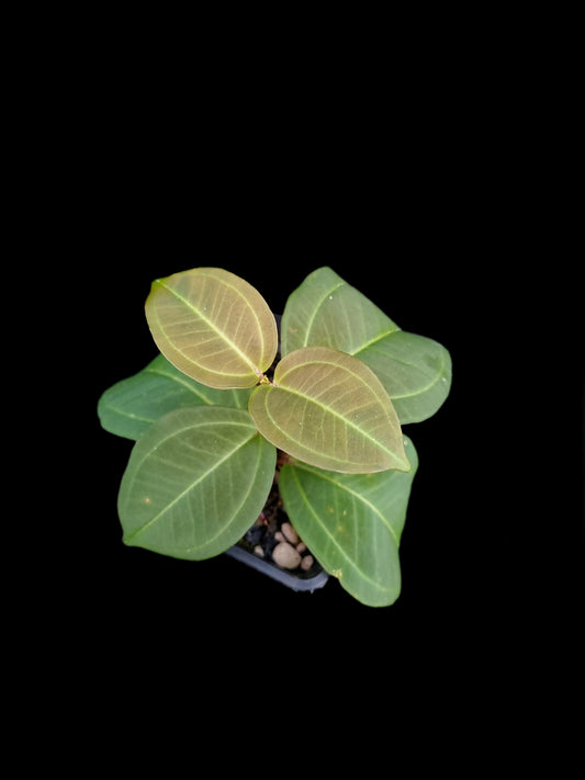 Pachycentria cf. pulverulenta