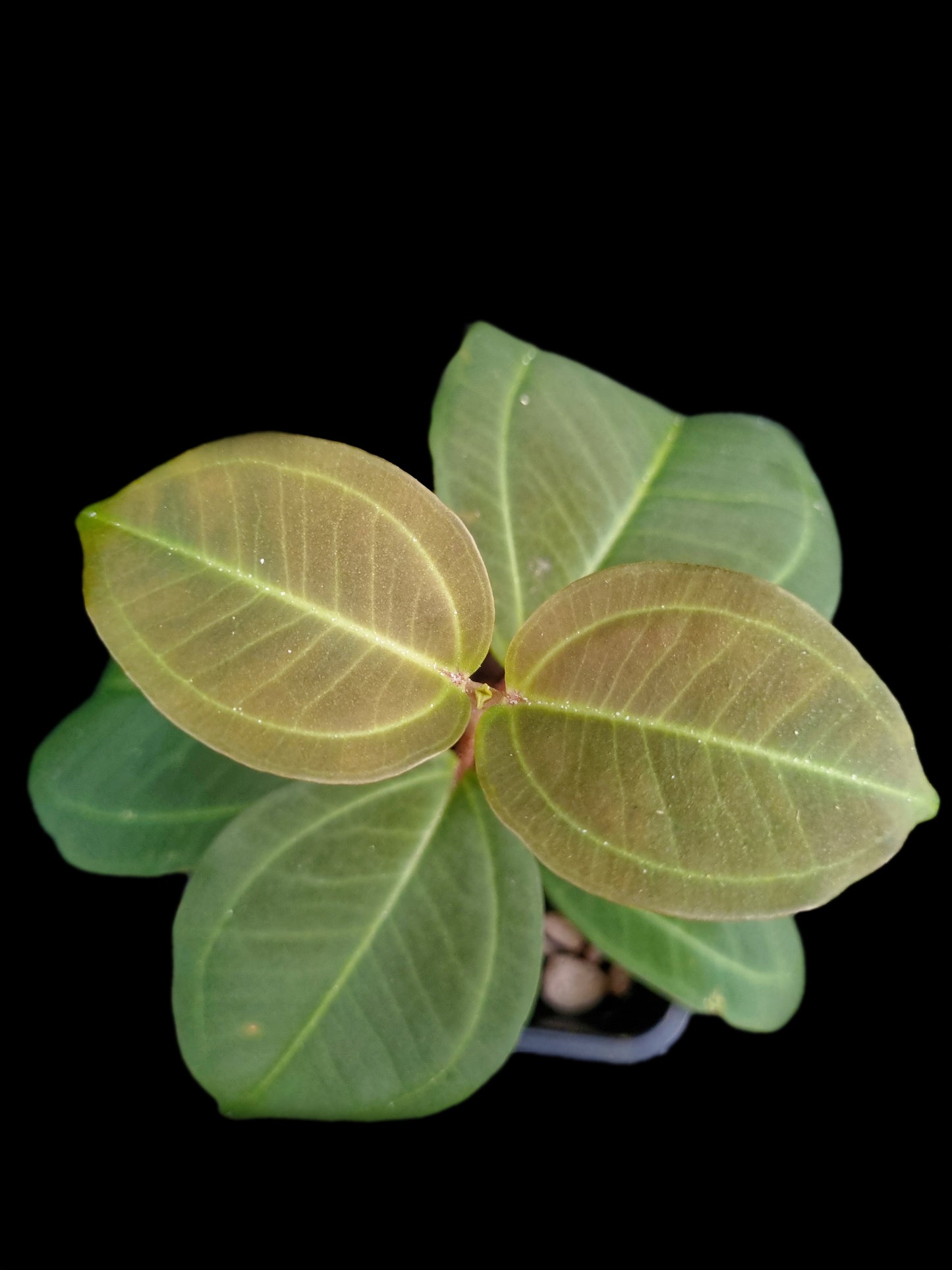 Pachycentria cf. pulverulenta