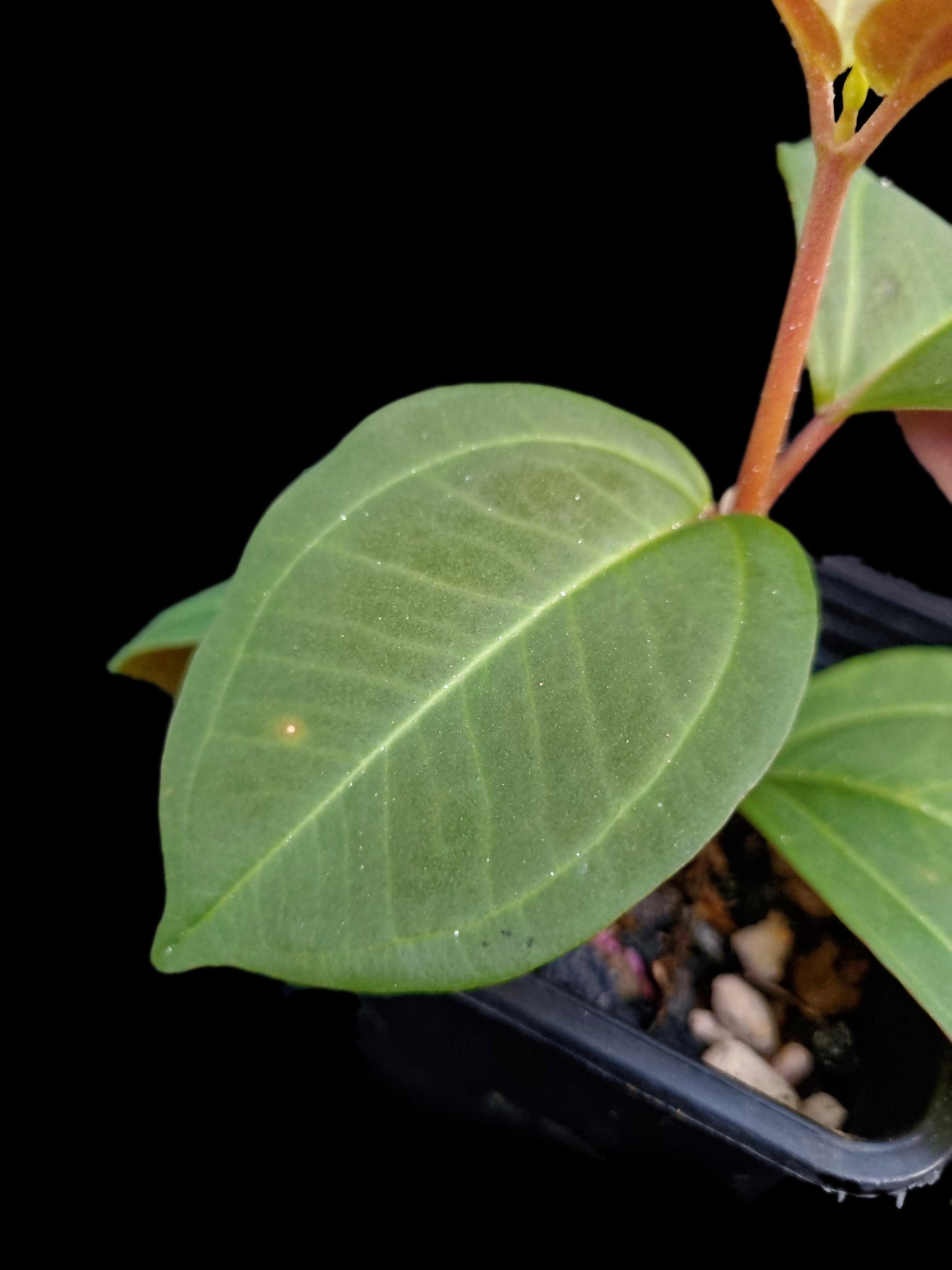 Pachycentria cf. pulverulenta