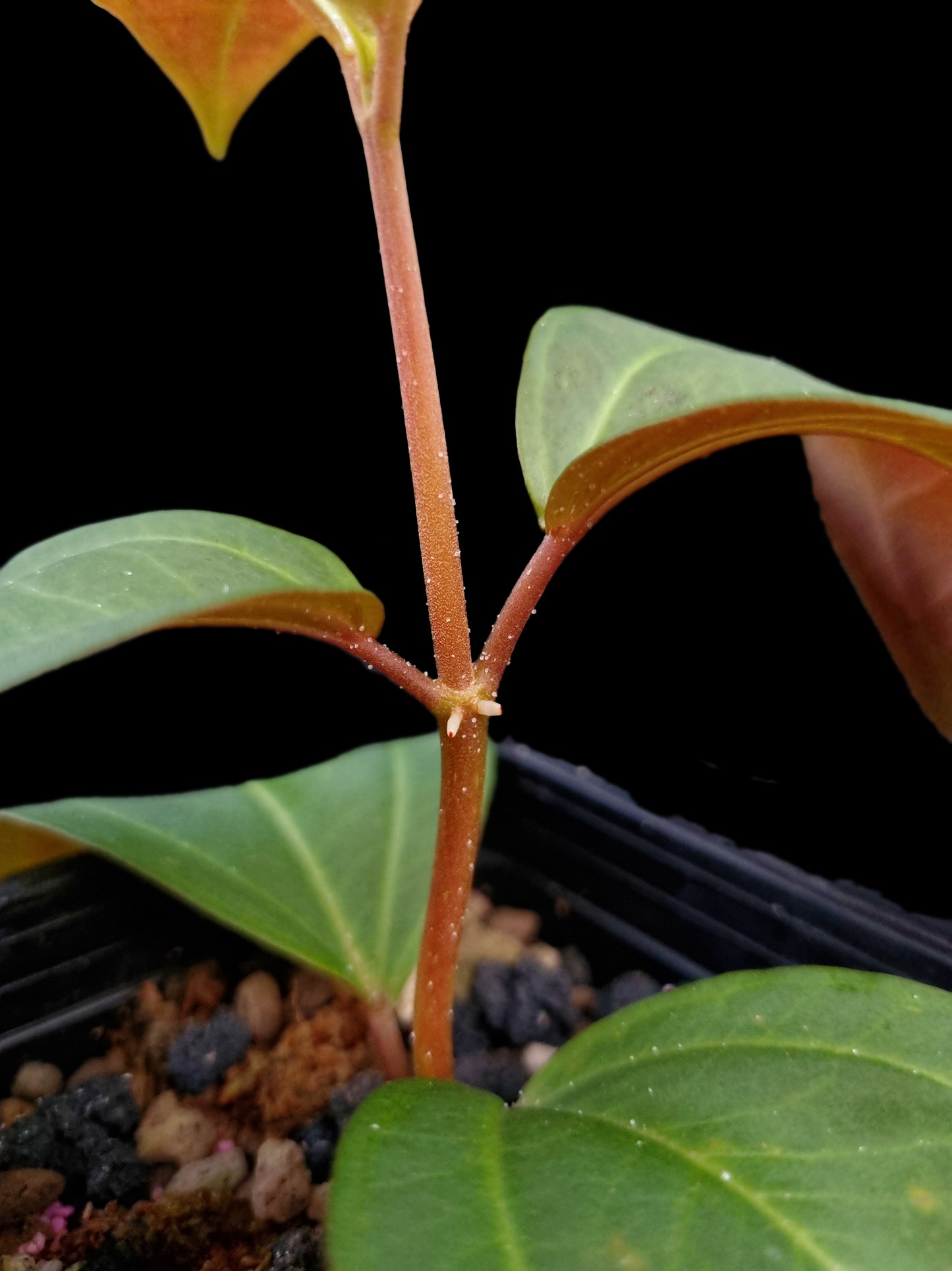 Pachycentria cf. pulverulenta