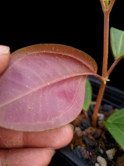 Pachycentria cf. pulverulenta