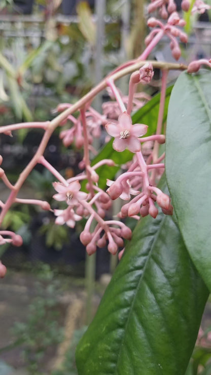 Ardisia sp. 'West Kalimantan'