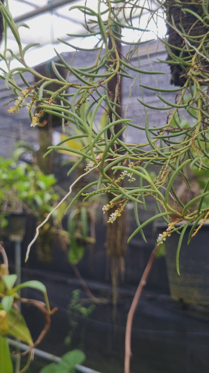 Schoenorchis micrantha