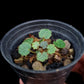 saxifraga stolonifera mini terrarium jungle plant sale Singapore potted plants