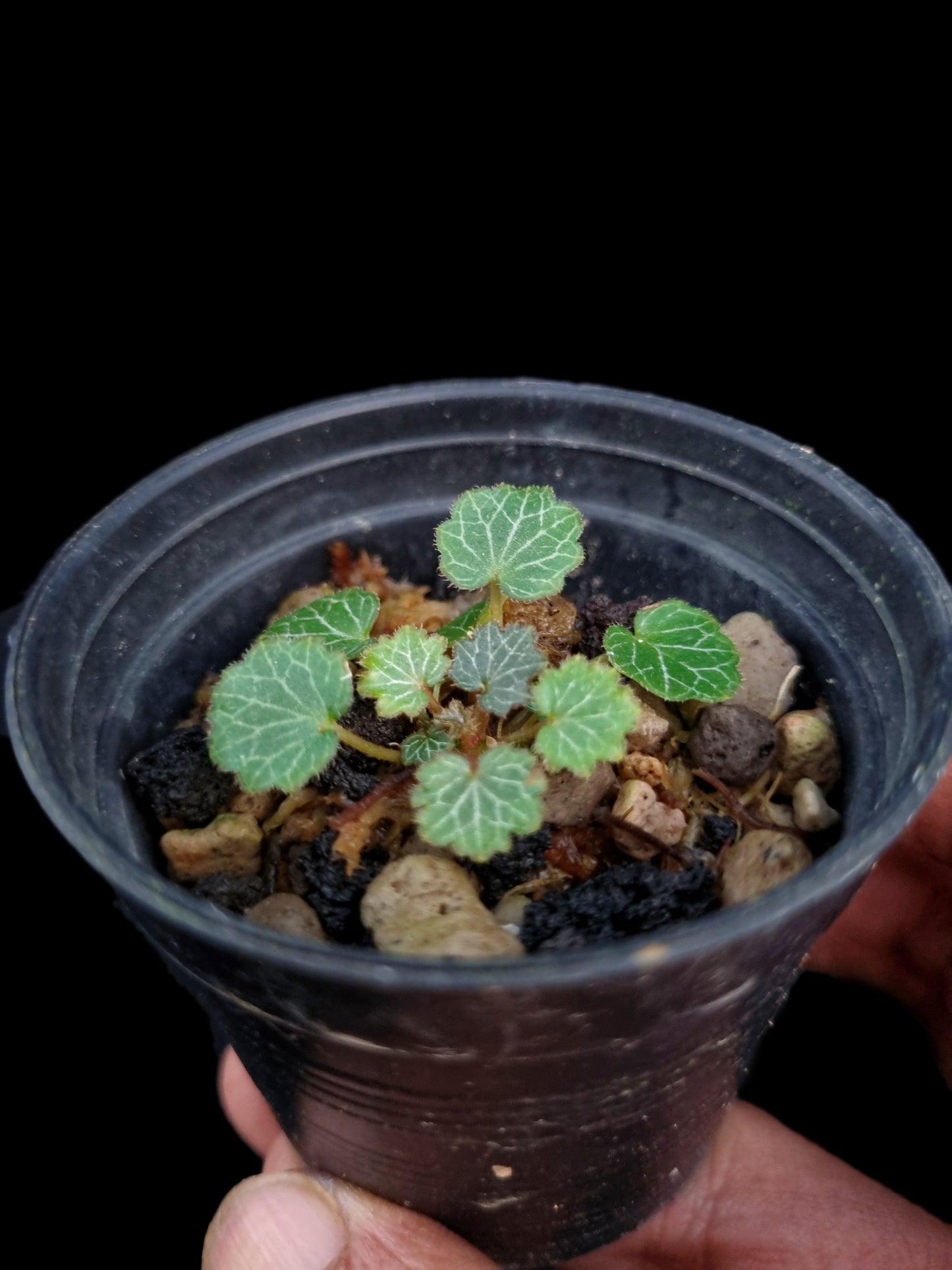 saxifraga stolonifera mini terrarium jungle plant sale Singapore potted plants