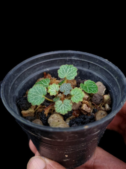 saxifraga stolonifera mini terrarium jungle plant sale Singapore potted plants