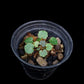 saxifraga stolonifera mini terrarium jungle plant sale Singapore potted plants