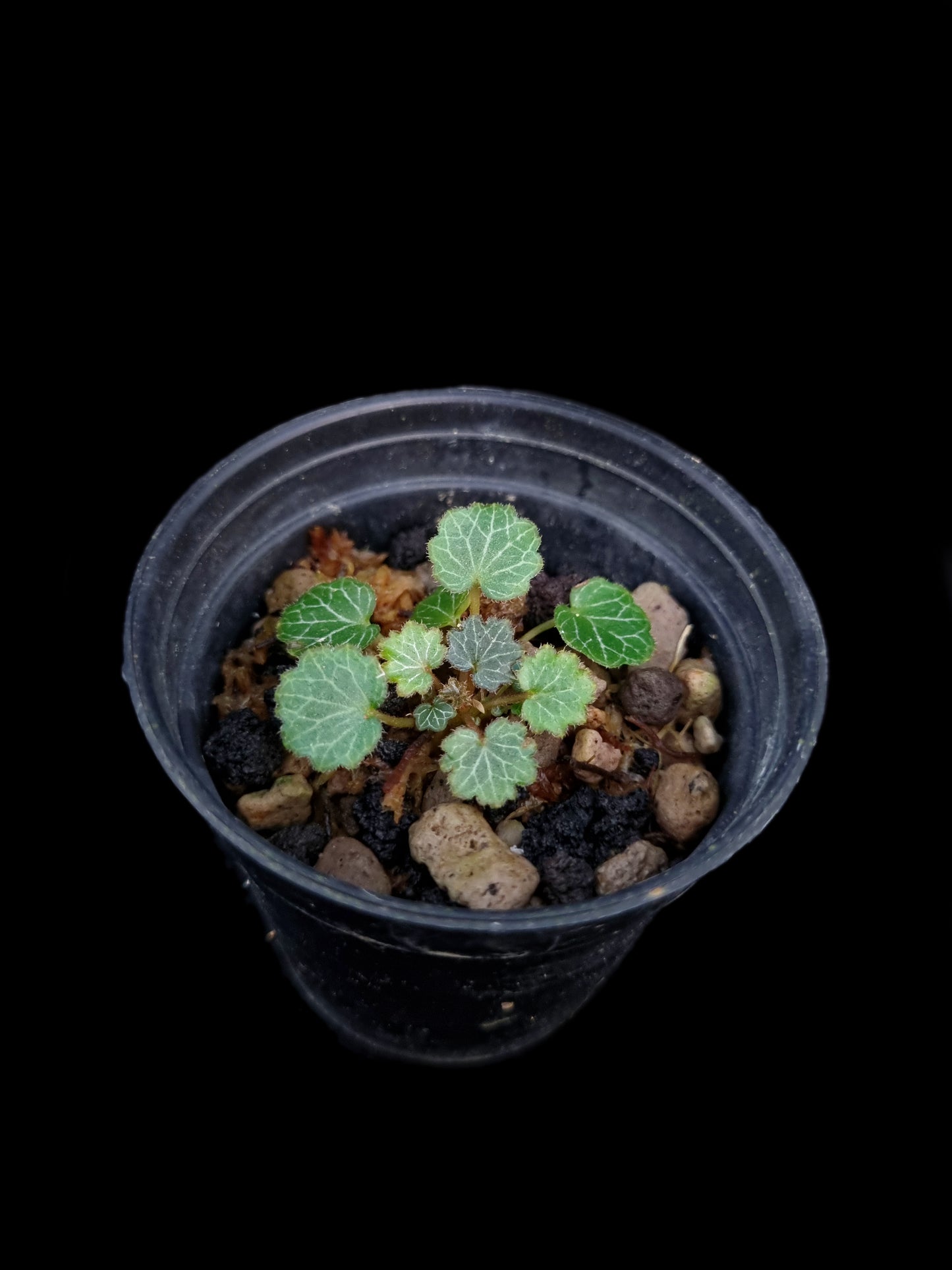saxifraga stolonifera mini terrarium jungle plant sale Singapore potted plants