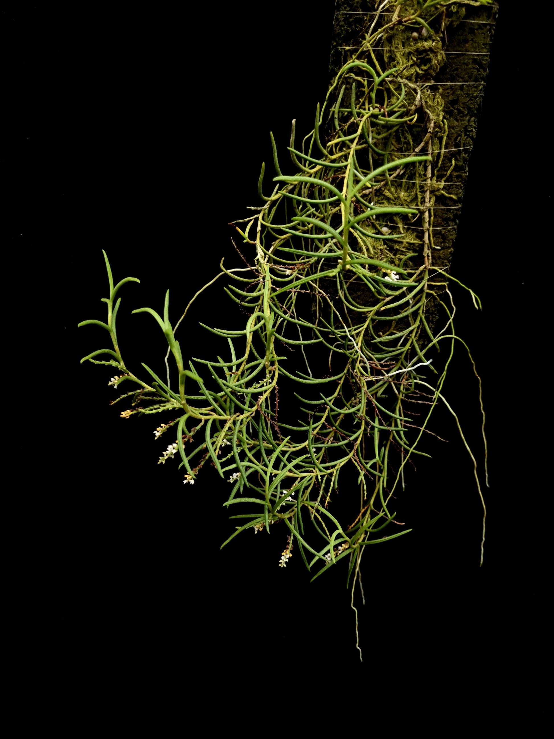 schoenorchis micrantha rare orchid for sale Singapore potted plant