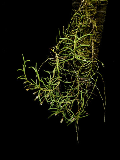 schoenorchis micrantha rare orchid for sale Singapore potted plant