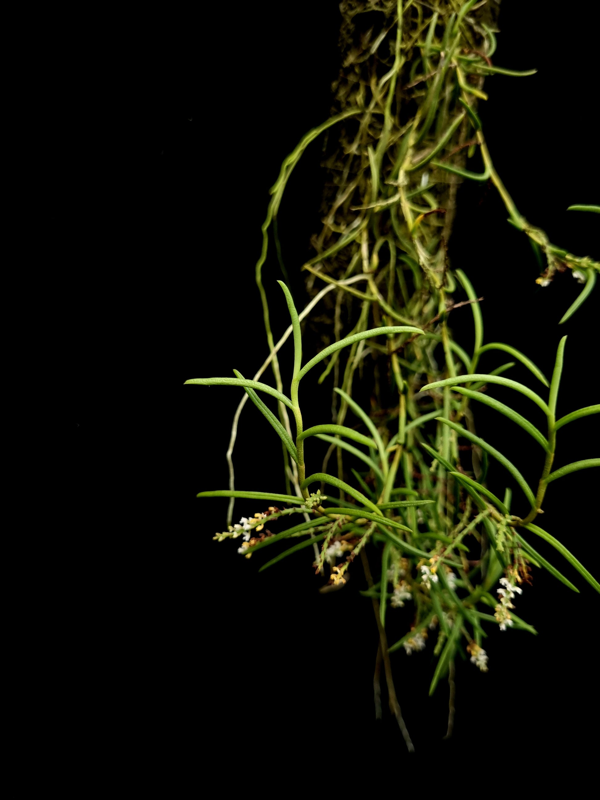 schoenorchis micrantha rare orchid for sale Singapore potted plant