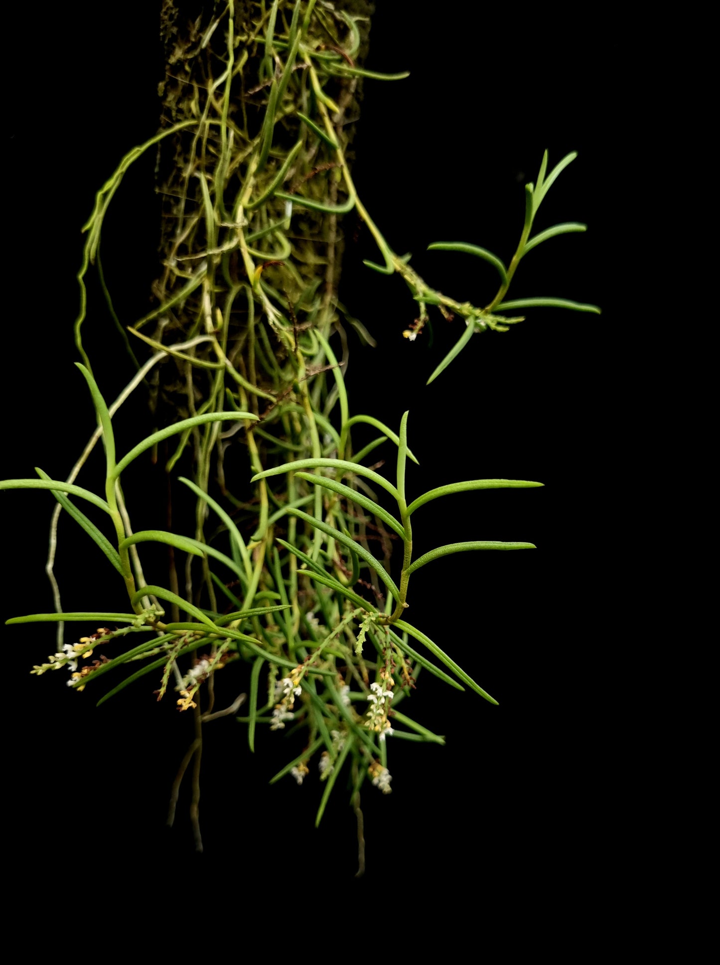 schoenorchis micrantha rare orchid for sale Singapore potted plant