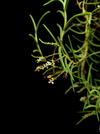 schoenorchis micrantha rare orchid for sale Singapore potted plant
