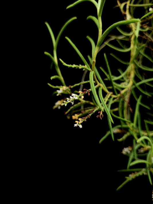 schoenorchis micrantha rare orchid for sale Singapore potted plant