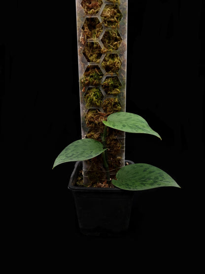 scindapsus sp putussibau sale Singapore potted plant front view