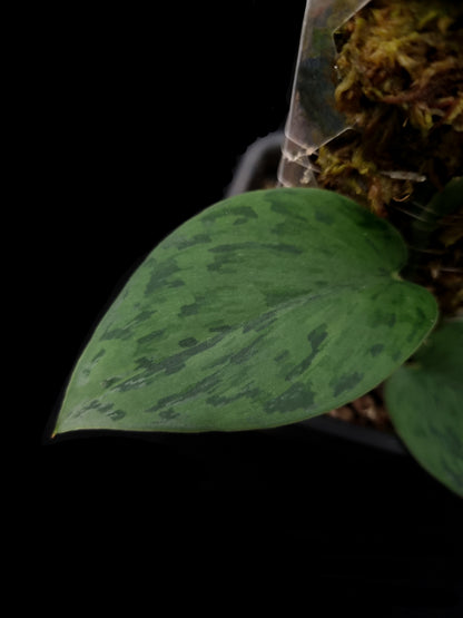 scindapsus sp putussibau sale Singapore potted plant leaf adaxial
