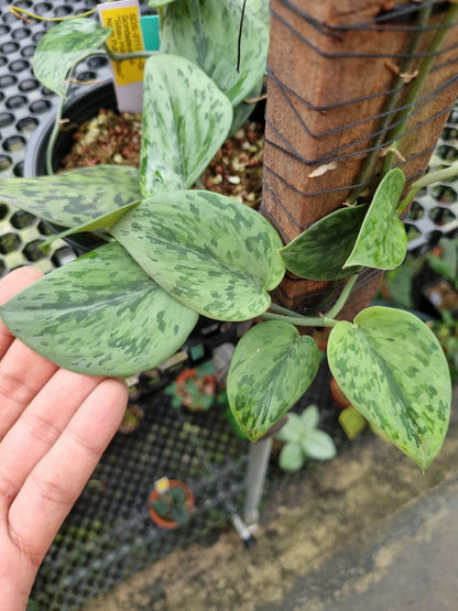 Scindapsus sp. 'Putussibau'