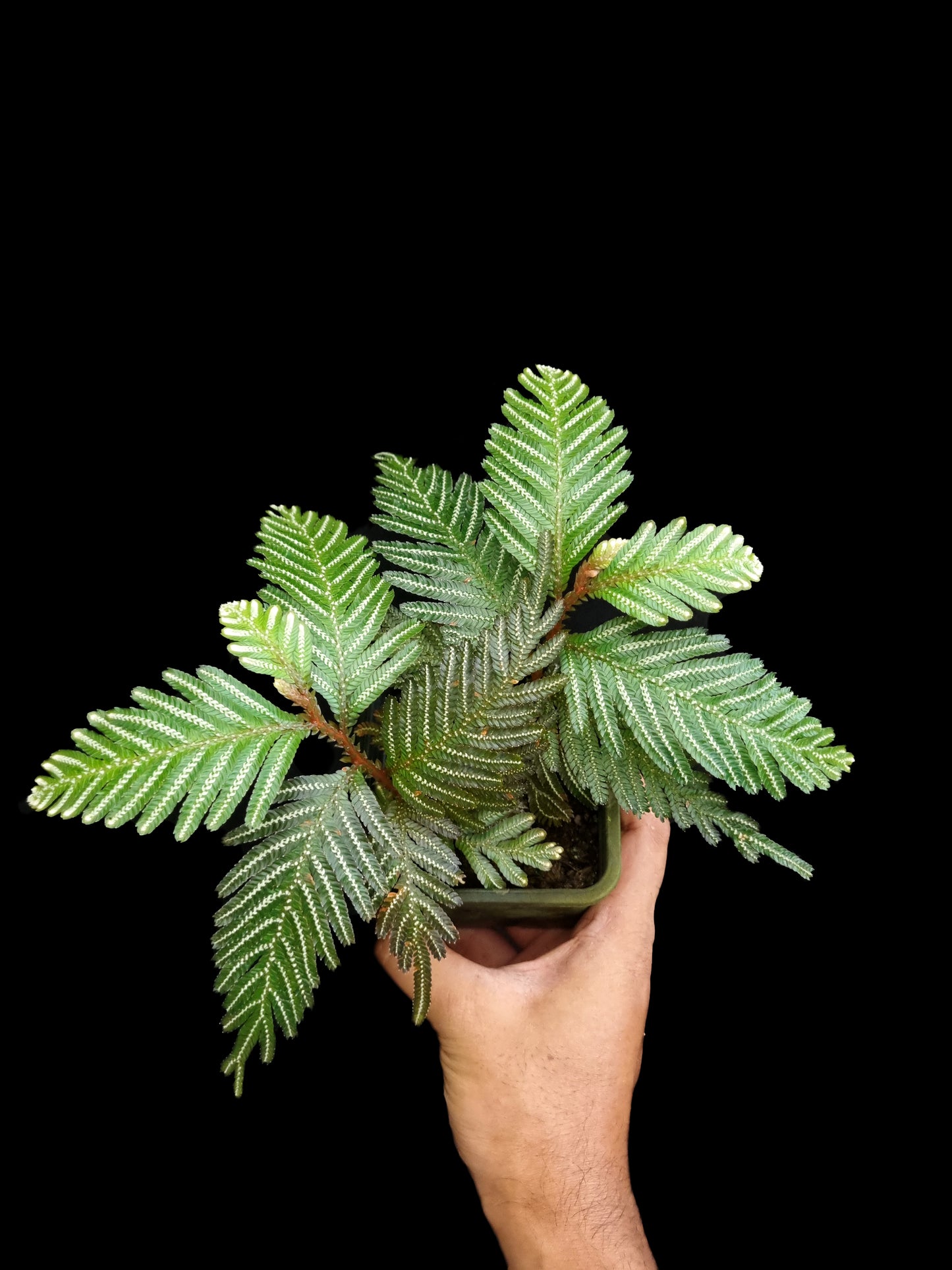 selaginella picta fern moss terrarium plant sale Singapore houseplant