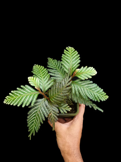selaginella picta fern moss terrarium plant sale Singapore houseplant